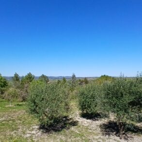 Villa med gästhus och olivlund, pool mm